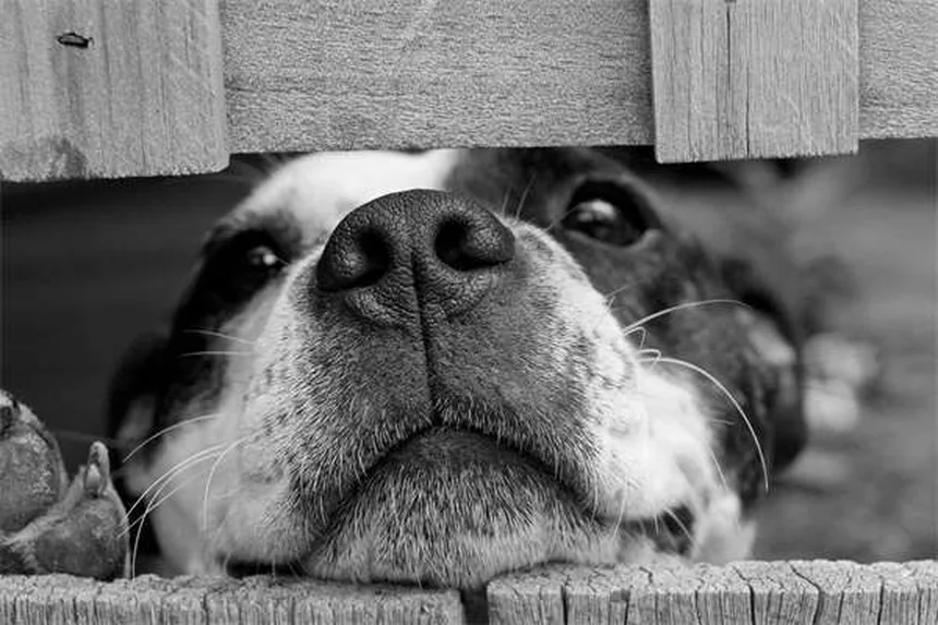 アメリカ製犬のおもちゃ18年のトレーナーが厳選！安全で長持ちする選び方