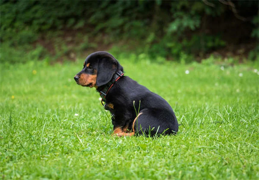 ピットブルと賃貸、本当にペット可？実体験からわかった犬種差別を避ける3つの方法