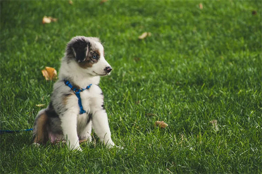 犬の散歩頻度は個体差が大事！正しい決め方とコツ