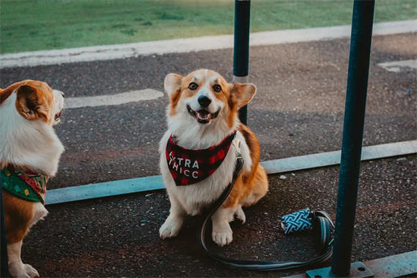 犬の散歩頻度は個体差が大事！正しい決め方とコツ