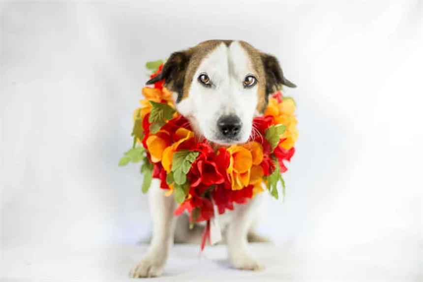 馬を家に連れてくる時に必要なもの7選｜初心者でも安心の準備リスト