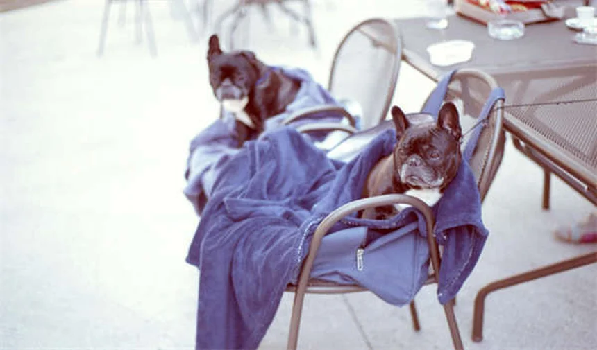 虐待を受けたペットの特徴と信頼関係の築き方【完全ガイド】