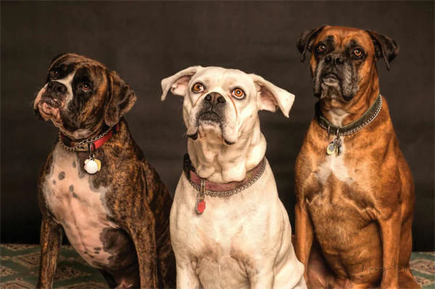 犬のリード反応性を改善する5つの方法｜吠え・噛みつき対策