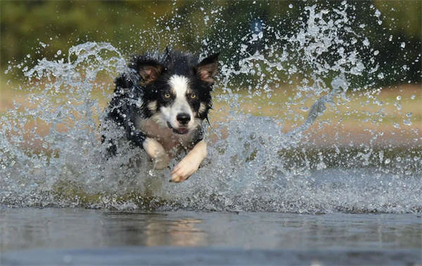 犬のリード反応性を改善する5つの方法｜吠え・噛みつき対策