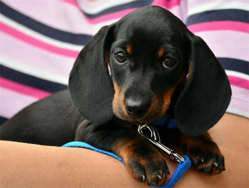 犬が舐める理由とは？部位別に解説する愛犬の心理