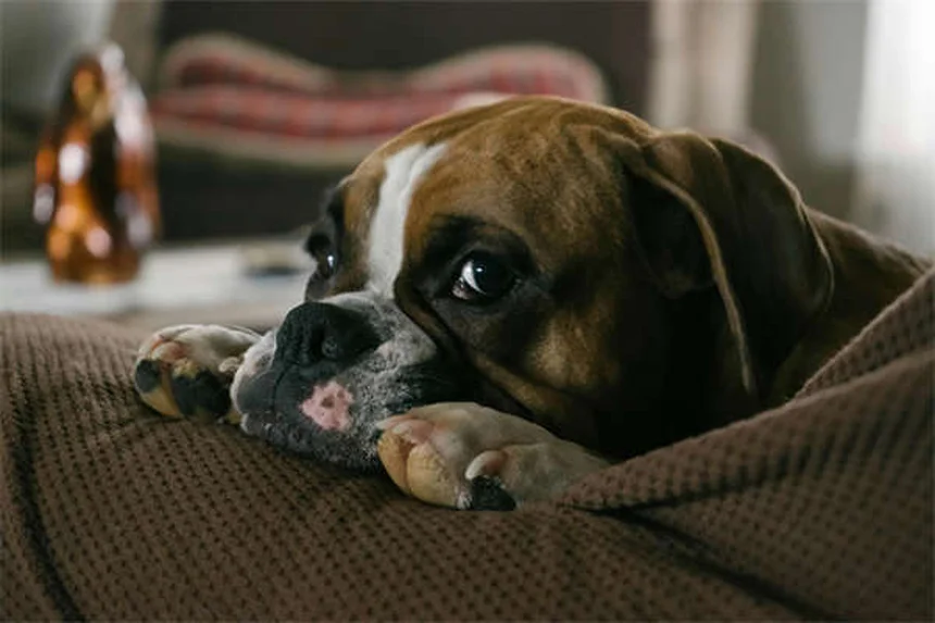 犬が舐める理由とは？部位別に解説する愛犬の心理