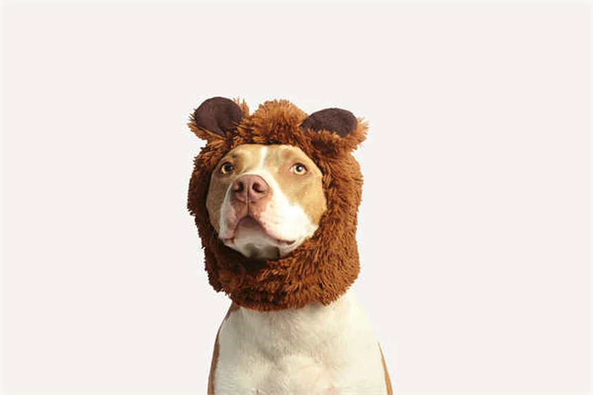 犬が黄色い嘔吐物を吐く原因と対処法【獣医師解説】