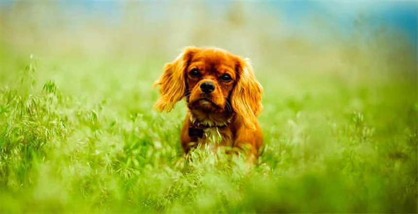 犬が黄色い嘔吐物を吐く原因と対処法【獣医師解説】