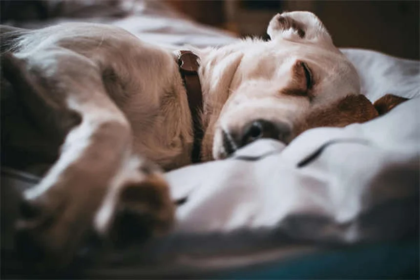 犬が黄色い嘔吐物を吐く原因と対処法【獣医師解説】