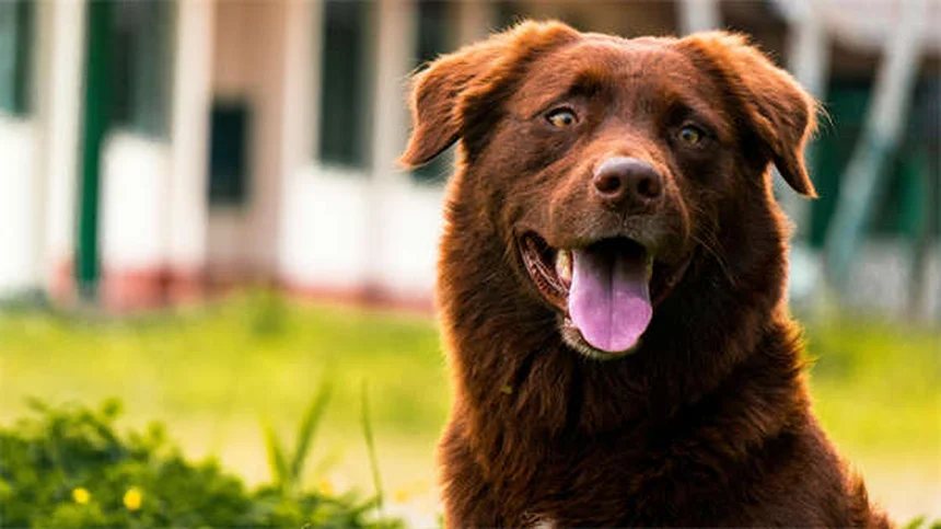 秋のペット危険物対策：犬・猫・馬を守る7つのポイント