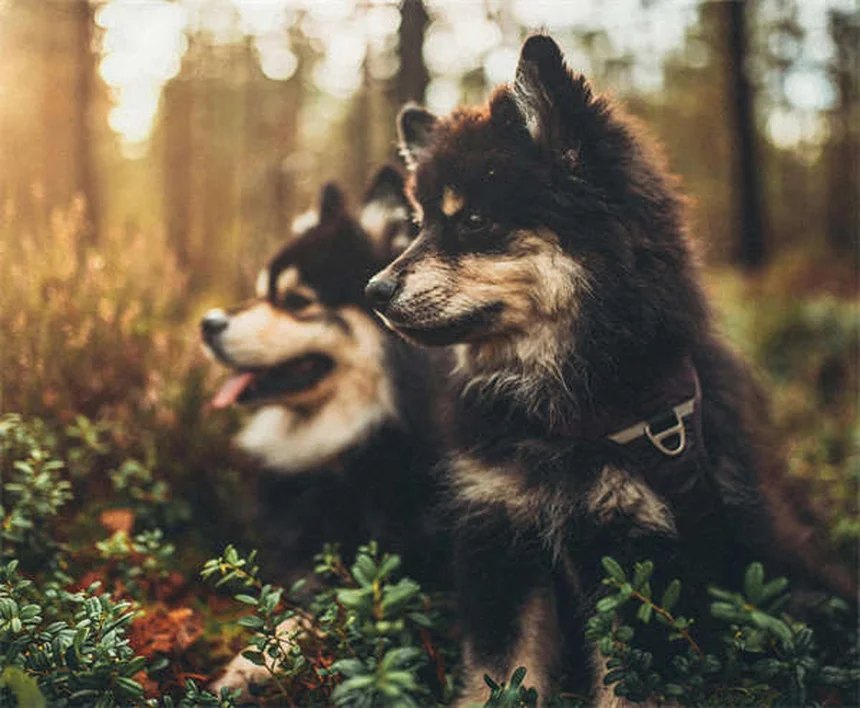 子犬の心臓糸状虫症を予防する7つの必須知識【獣医師推奨】