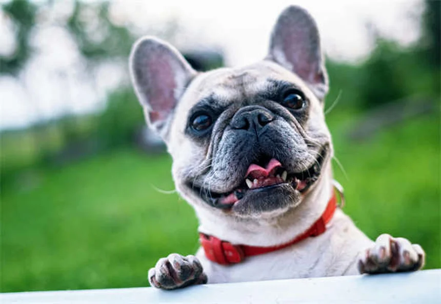 子犬がクレートで泣く時の対処法｜プロが教える7つの解決策