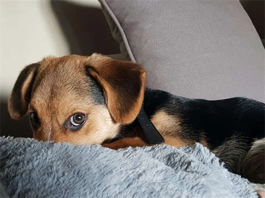 子犬がクレートで泣く時の対処法｜プロが教える7つの解決策