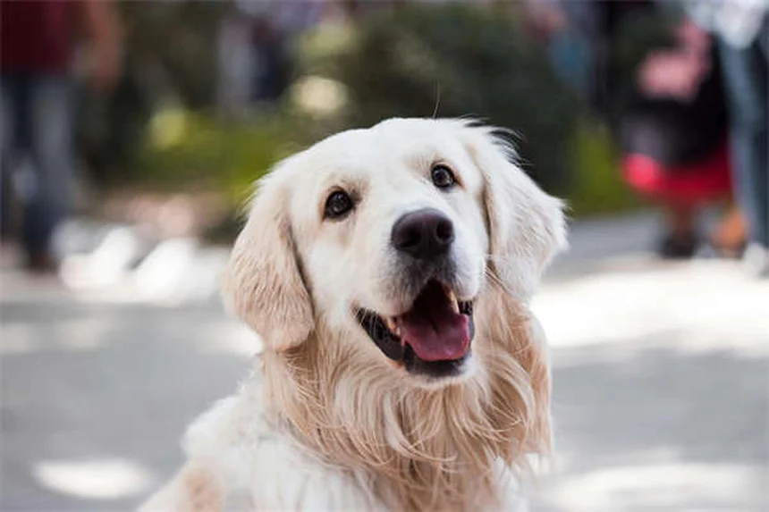 子犬のクレートトレーニング完全マニュアル｜失敗しない7つのステップ