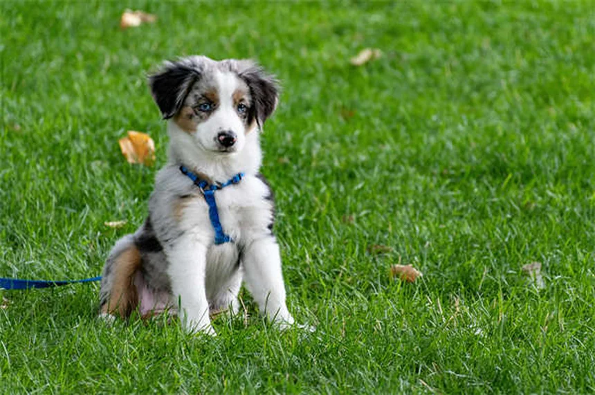 子犬のクレートトレーニング完全マニュアル｜失敗しない7つのステップ