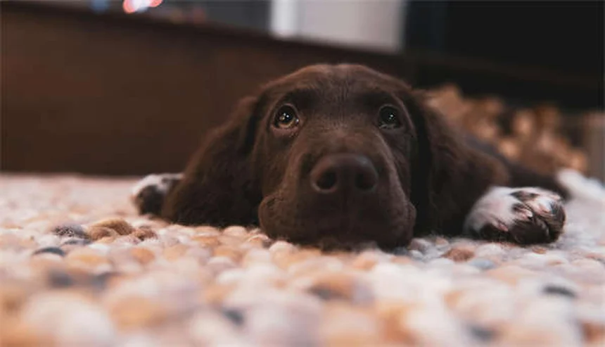 犬のバルトネラ感染症：症状・治療・予防法を徹底解説