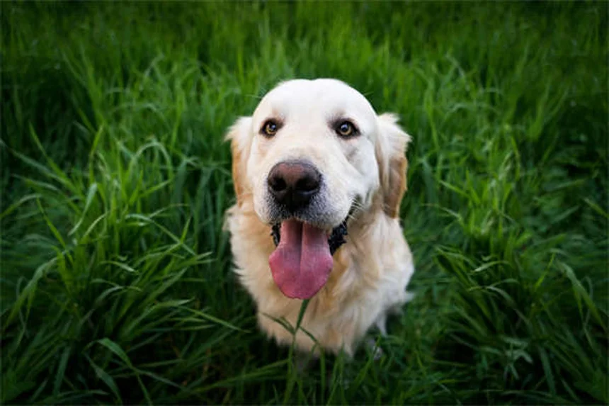 犬の不安を解消する7つの効果的な方法【獣医師推奨】