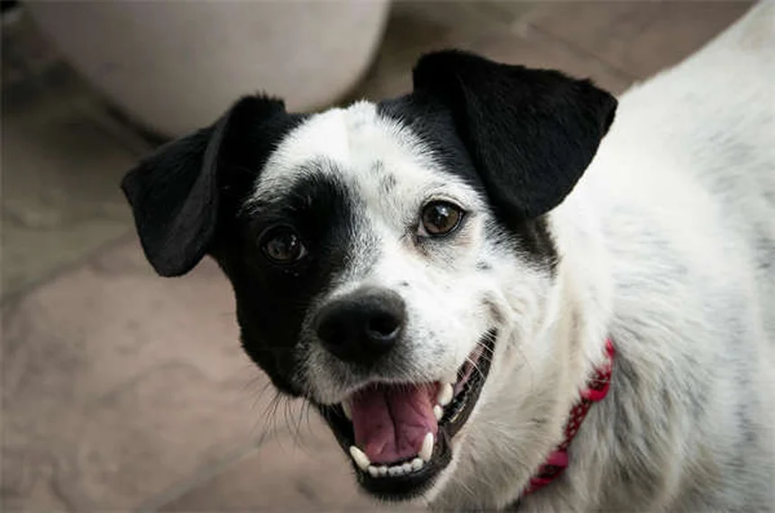 犬の寝相でわかる気持ち6選！愛犬の本音を読み解く方法