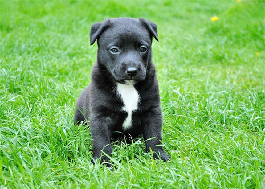 犬の予防接種スケジュールと費用｜子犬から成犬まで完全ガイド