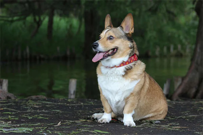 犬のフードトッパーおすすめ5選！食いつき改善から健康サポートまで