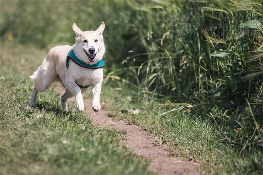 犬のフードトッパーおすすめ5選！食いつき改善から健康サポートまで