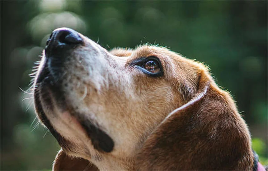 犬にアスピリンを与える前に知るべき5つの危険